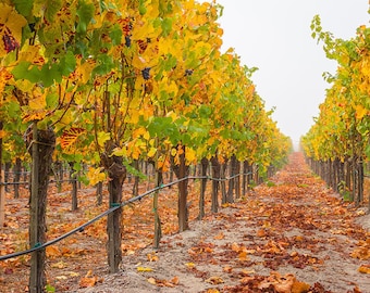 Golden Grapevines, Wine Country Photography, Sonoma County, Autumn Vineyard, Fall Colors, Wine-Themed Wall Art