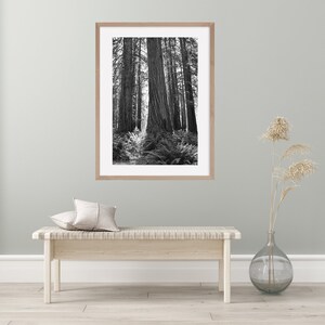May include: A black and white photograph of tall trees in a forest. The trees are very tall and the image is framed in a light wood frame.