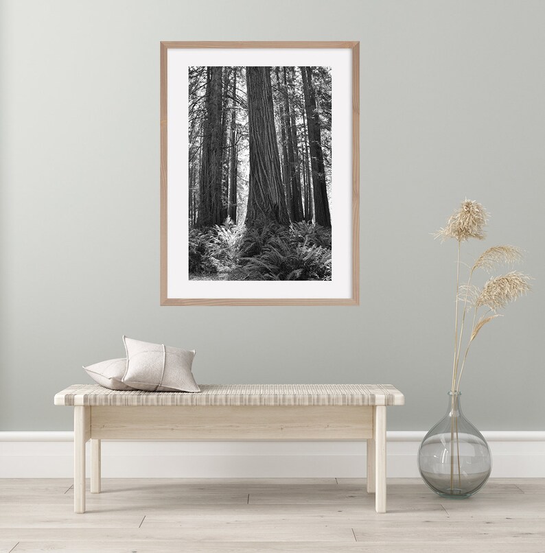 May include: A black and white photograph of tall trees in a forest. The trees are very tall and the image is framed in a light wood frame.