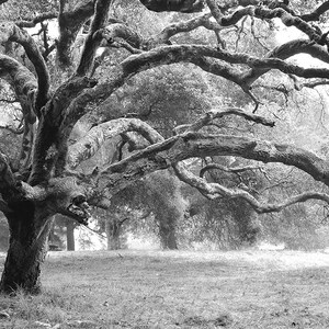 Black and White Oak Tree Print, Sonoma County, Ragle Ranch, California, Oak Tree Photograph, Nature Photography, Tree Wall Art