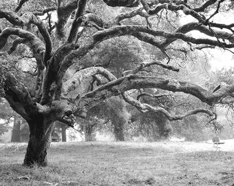 Black and White Oak Tree Print, Sonoma County, Ragle Ranch, California, Oak Tree Photograph, Nature Photography, Tree Wall Art