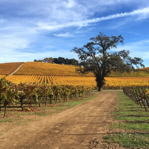 May include: A dirt road leads through a vineyard with rows of grapevines in various shades of green and yellow. A large oak tree stands in the middle of the road, with a blue sky and white clouds in the background.