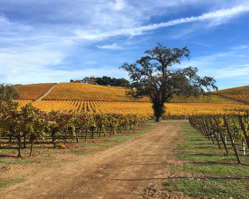 May include: A dirt road leads through a vineyard with rows of grapevines in various shades of green and yellow. A large oak tree stands in the middle of the road, with a blue sky and white clouds in the background.