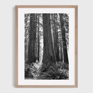 May include: A black and white photograph of a grove of tall redwood trees in a forest. The trees are very tall and the light is coming through the branches, creating a dappled effect on the forest floor.