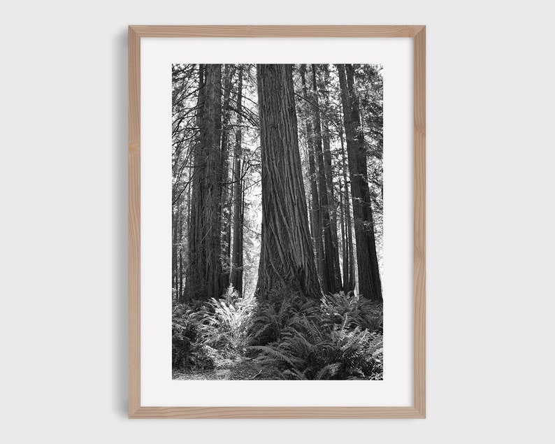 May include: A black and white photograph of a grove of tall redwood trees in a forest. The trees are very tall and the light is coming through the branches, creating a dappled effect on the forest floor.