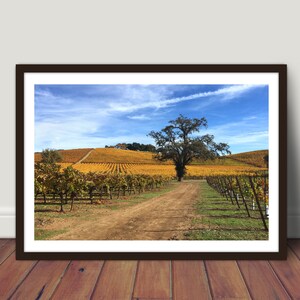 May include: A dirt road leads through a vineyard with rows of grapevines in autumn colors. A lone tree stands in the middle of the road, with a blue sky and white clouds in the background.