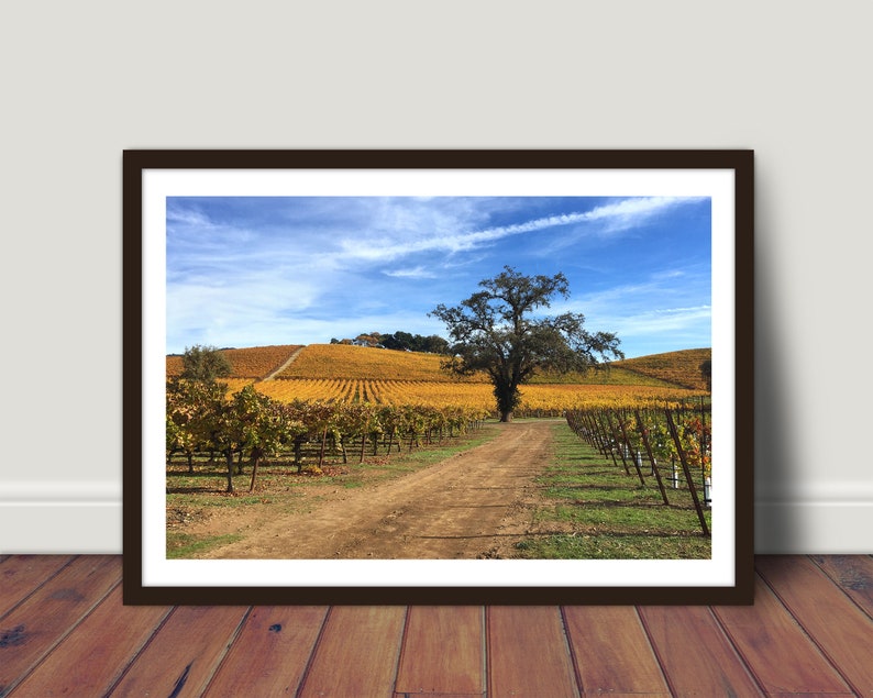 May include: A dirt road leads through a vineyard with rows of grapevines in autumn colors. A lone tree stands in the middle of the road, with a blue sky and white clouds in the background.