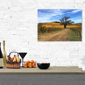 May include: A photograph of a vineyard with rows of grapevines and a dirt road leading to a lone tree in the distance. The sky is blue with white clouds. The vineyard is in the fall and the leaves are turning yellow.