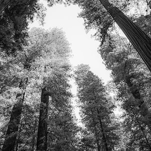 Nature Photography, Black and White Redwoods Print, Northern California, Forest Print, Tree Wall Art
