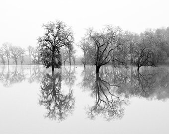 Reflections in Water, Black and White Tree Print, Nature Photography, Sonoma County, California, Landscape Photograph