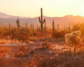 Desert Sunset, Pink Sunset, Tucson, Arizona Landscape, Desert Photography, Saguaro Cactus Print