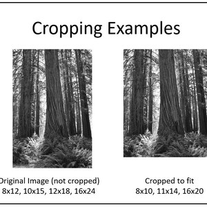 May include: A black and white photograph of a forest with tall trees. The image shows two versions of the same photo, one cropped and one not cropped. The text below the images describes the dimensions of the original image and the cropped image.