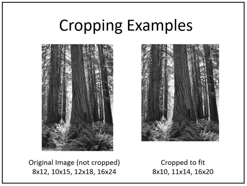 May include: A black and white photograph of a forest with tall trees. The image shows two versions of the same photo, one cropped and one not cropped. The text below the images describes the dimensions of the original image and the cropped image.