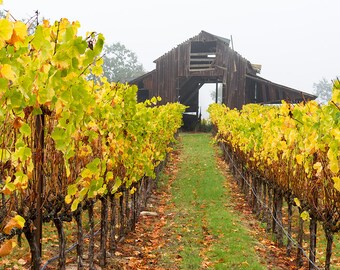 Vineyard Print, Slusser Barn, Sonoma County, California Wine Country, Fall Colors, Harvest Season, Wine Wall Art