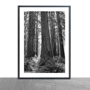 May include: Black and white photograph of a grove of tall redwood trees in a forest. The trees are tall and slender, with their trunks reaching up to the sky. The forest floor is covered in ferns and other vegetation.