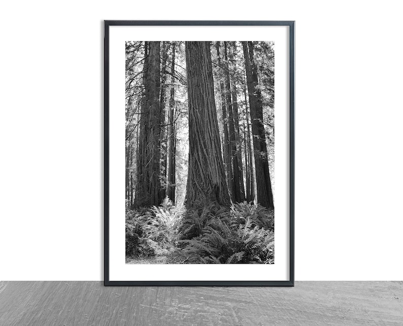 May include: Black and white photograph of a grove of tall redwood trees in a forest. The trees are tall and slender, with their trunks reaching up to the sky. The forest floor is covered in ferns and other vegetation.