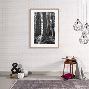 May include: Black and white photograph of a forest with tall trees. The trees are in a line, and the light is coming through the branches. The photo is framed in a light wood frame.