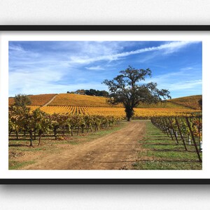 May include: A dirt road winds through a vineyard with rows of yellow grapevines. A lone tree stands in the middle of the road, with a blue sky and white clouds in the background.