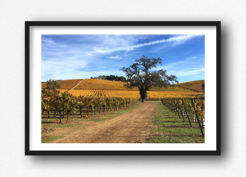 May include: A dirt road winds through a vineyard with rows of yellow grapevines. A lone tree stands in the middle of the road, with a blue sky and white clouds in the background.