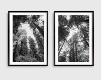 May include: Two framed black and white prints of towering redwood trees, viewed from below, reaching towards the sky. The monochrome images capture the height and density of the forest canopy.
