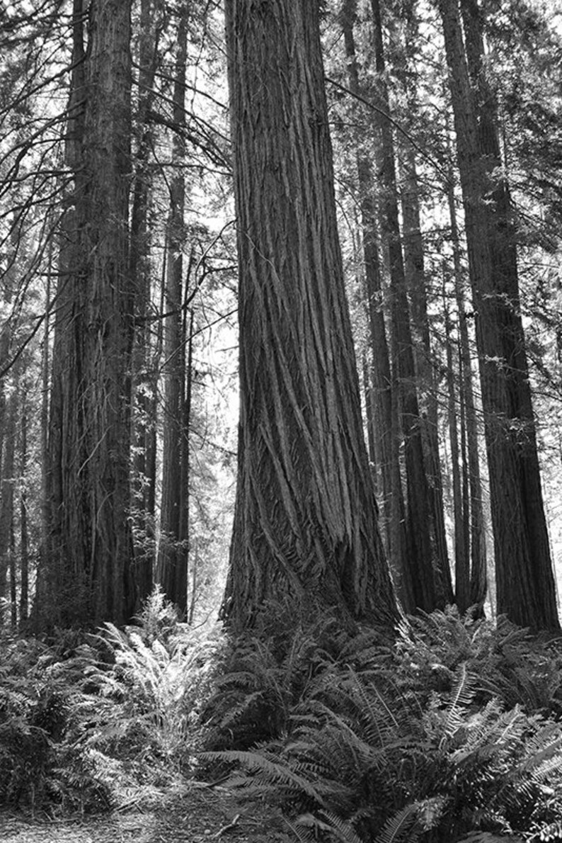May include: A black and white photograph of a grove of tall, slender trees with rough bark. The trees are densely packed together, creating a sense of depth and mystery. The light filters through the branches, casting dappled shadows on the forest floor.