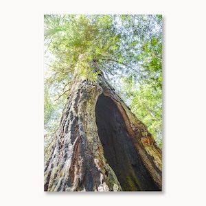 Redwood Forest Photo, Giant Redwoods, Northern California, Nature Lover Gift, Living Room Decor, Inspirational Nature