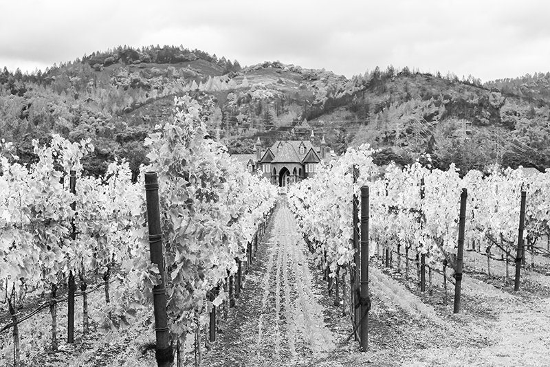 Ledson Winery Photo Black and White Vineyard Wall Art Etsy