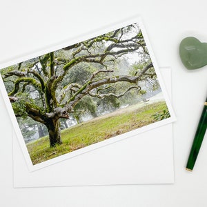 May include: A large, moss-covered oak tree with twisting branches stands in a grassy field. The tree is silhouetted against a misty background.