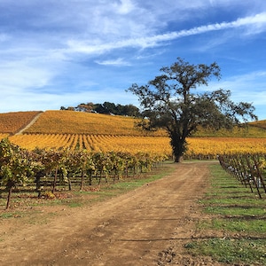 May include: A dirt road winds through a vineyard with rows of grapevines in autumn colors. A large oak tree stands in the middle of the road. The sky is blue with white clouds.