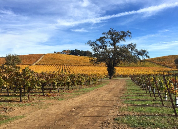 Sonoma County Vineyard Photograph, Fall in Wine Country, Sonoma Valley Vineyard, Wall Art, Home Decor, Landscape Photography