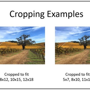 May include: Two images showing different crops of a vineyard landscape. The first image is cropped to fit 8x12, 10x15, and 12x18 aspect ratios. The second image is cropped to fit 5x7, 8x10, and 11x14 aspect ratios.