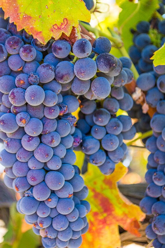 Grapevine Photograph, Vineyard, Kitchen Decor, Food and Wine Art