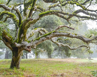 Oak Tree Print, Sonoma County, California Landscape, Tree Photography, Ragle Ranch Park, Rustic Wall Art, Home Decor