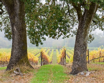 California Vineyard Print, Vineyard Photograph, Sonoma County, California Landscape, Fall Color, Oak Trees, Vineyard Wall Art