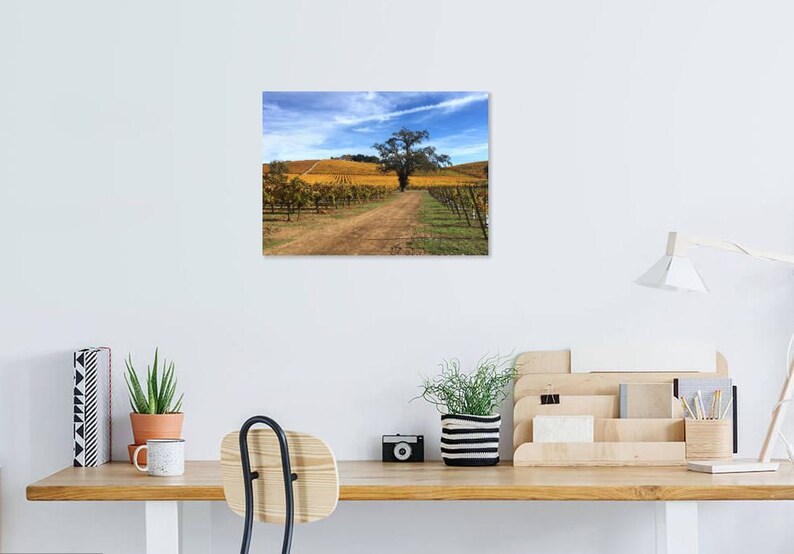 May include: A dirt road winds through a vineyard with rows of grapevines on either side. A lone tree stands in the middle of the road, with a blue sky and white clouds in the background.