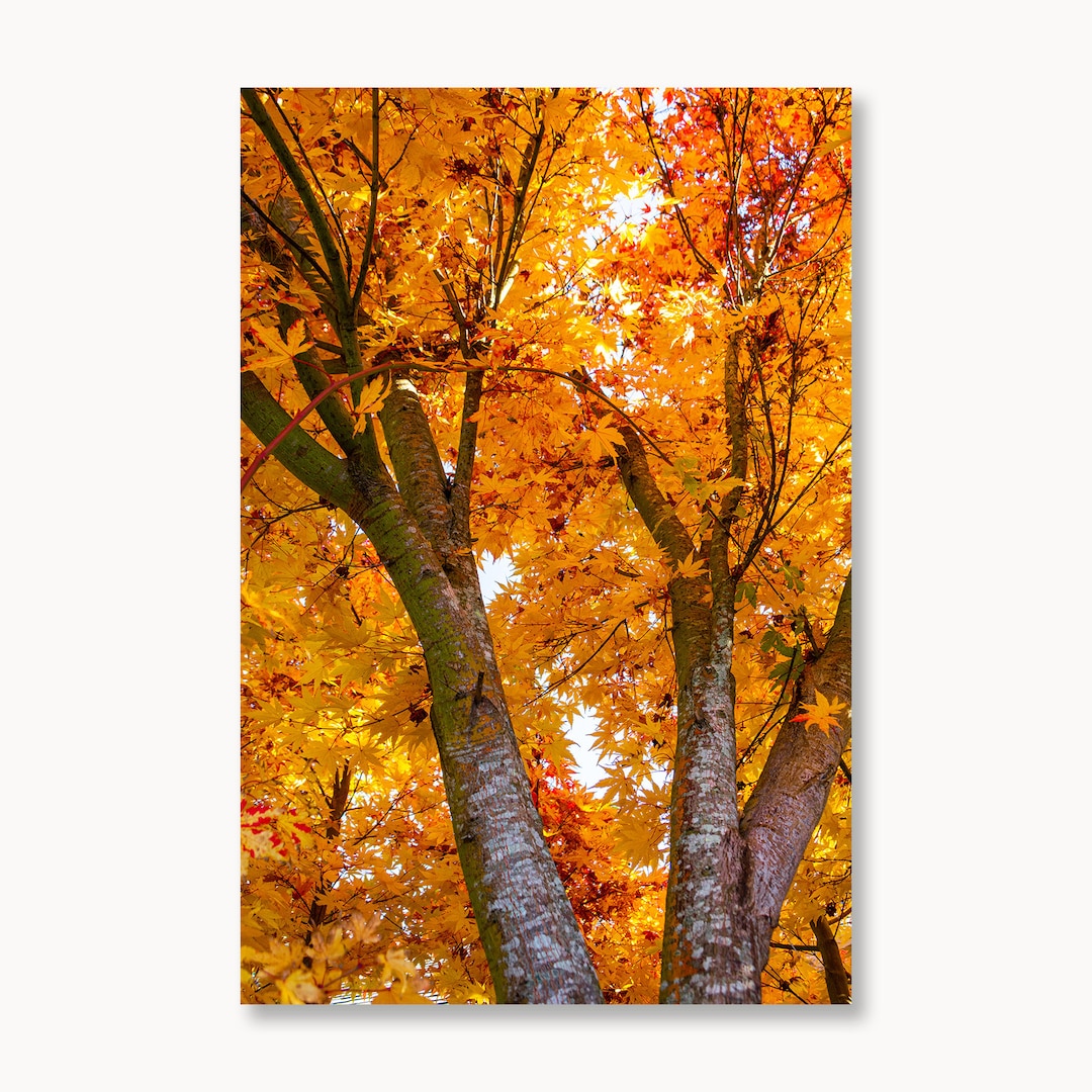 Fall Leaves, Japanese Maple Print, Nature Photography, Fall Landscape