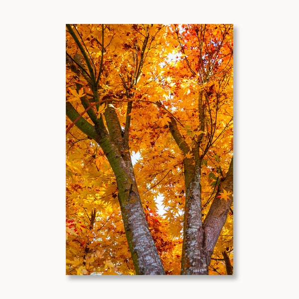 Fall Leaves, Japanese Maple Print, Nature Photography, Fall Landscape Print, Tree Photography, Wall Art