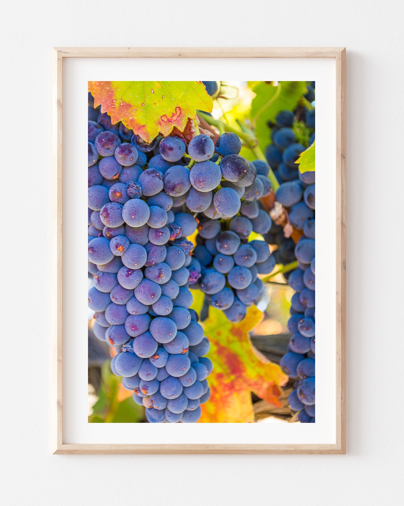 Grapevine Photograph, Vineyard, Kitchen Decor, Food and Wine Art