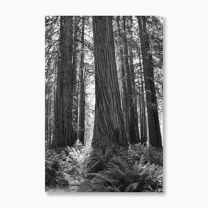 Redwood Trees, California Redwood Print, Sonoma County, Nature Photography, Redwood Forest, Black and White Tree Photo