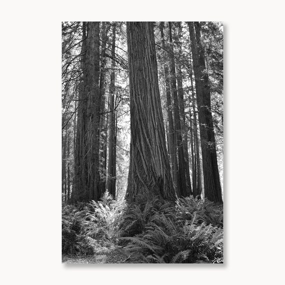 Redwood Trees, California Redwood Print, Sonoma County, Nature Photography, Redwood Forest, Black and White Tree Photo