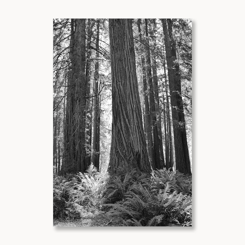 May include: Black and white photograph of a grove of tall redwood trees in a forest. The trees are very tall and have a lot of bark. The forest floor is covered in ferns.