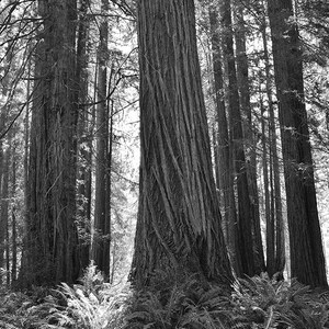 May include: A black and white photograph of a grove of tall, slender trees with thick bark. The trees are densely packed together, creating a sense of depth and mystery. The light filters through the branches, casting dappled shadows on the forest floor.