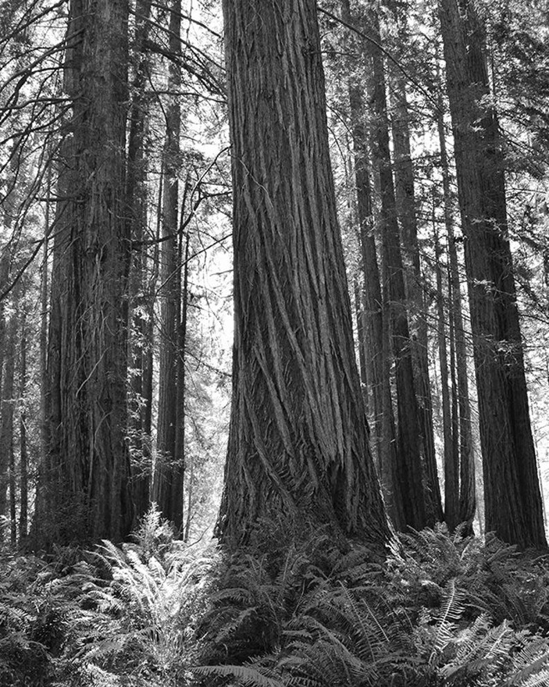 May include: A black and white photograph of a grove of tall, slender trees with thick bark. The trees are densely packed together, creating a sense of depth and mystery. The light filters through the branches, casting dappled shadows on the forest floor.