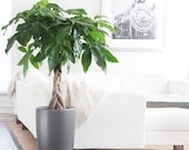 5 fresh seeds money tree pachira aquatica malabar chestnut home garden lucky plant