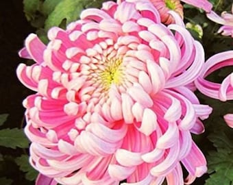 pink chrysanthemum etsy