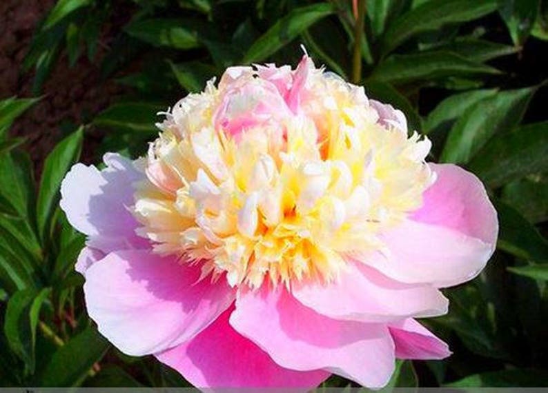 5 Seeds new rare Craft Unique Flower Pink Orange White Peony Plant Beautiful Fragrant flowers