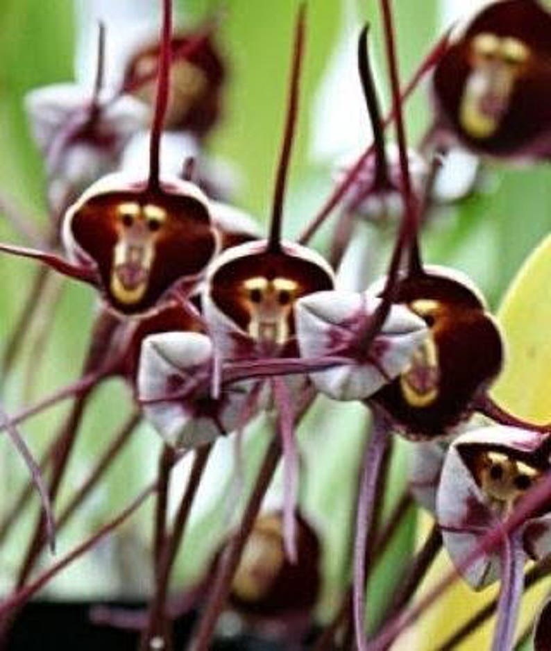 Affengesicht Orchidee Pflanzen