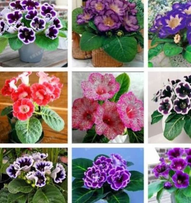 Gloxinia Seeds Australia Cha Gloxinia