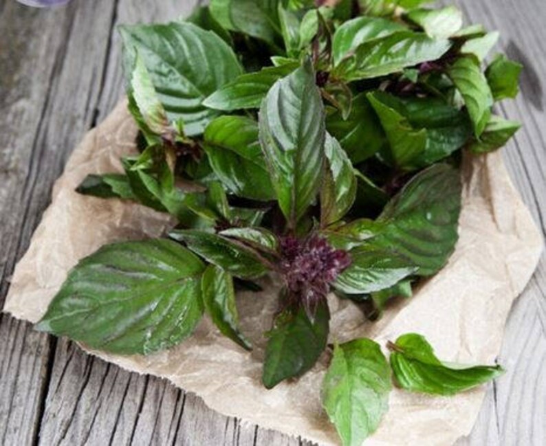 Heirloom Thai Siam Queen Basil 20 Seeds Large lush green leaves herbs fresh