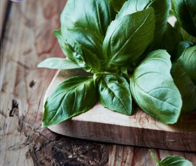 Heirloom Thai Siam Queen Basil 20 Seeds Large lush green leaves herbs fresh